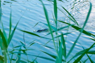 Прикрепленное изображение: DSC_0254.jpg